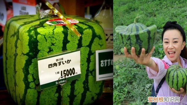 西瓜怎样挑才能挑到最甜的西瓜,西瓜怎样挑选才是最甜的