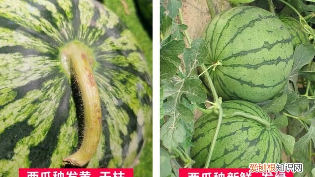 西瓜怎样挑才能挑到最甜的西瓜,西瓜怎样挑选才是最甜的