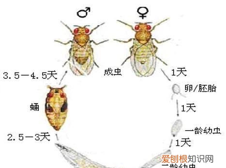 垃圾桶里冒出小飞虫到底是什么