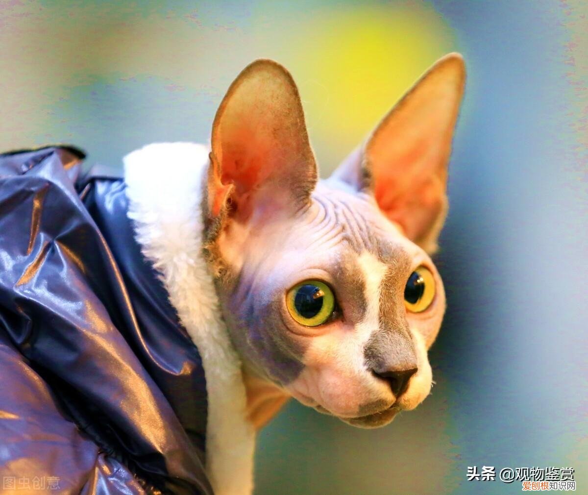 外星猫叫什么品种