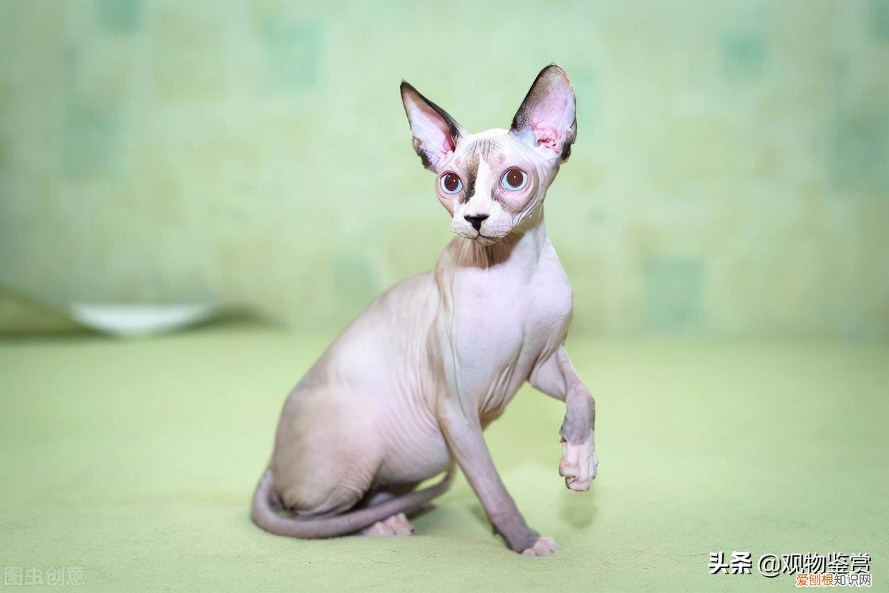 外星猫叫什么品种