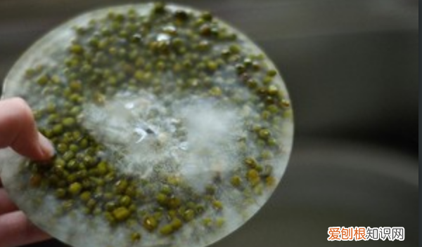 煮绿豆汤不用提前泡,10分钟就能煮开花,有什么秘诀?