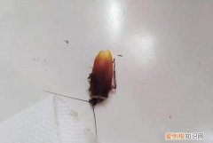 家里的小强是从什么地方来的