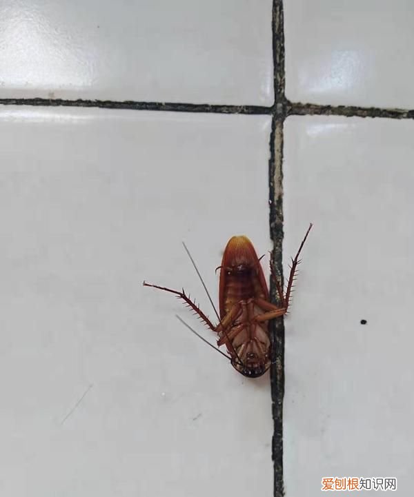 家里的小强是从什么地方来的