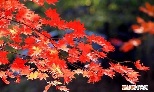 枫叶寓意和象征，枫树的寓意和象征意义