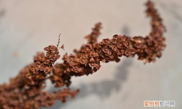 中国最大草酸生产厂家