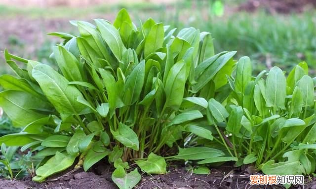 中国最大草酸生产厂家