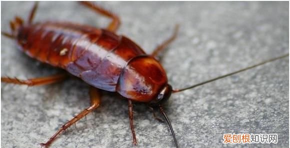 如果家里有蟑螂怎么样才能消灭它