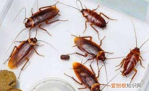 如果家里有蟑螂怎么样才能消灭它
