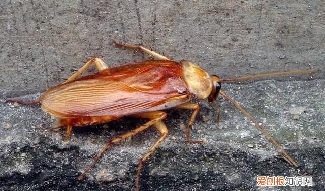 如果家里有蟑螂怎么样才能消灭它
