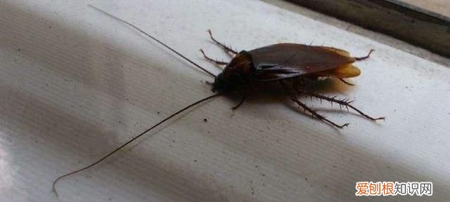 如果家里有蟑螂怎么样才能消灭它