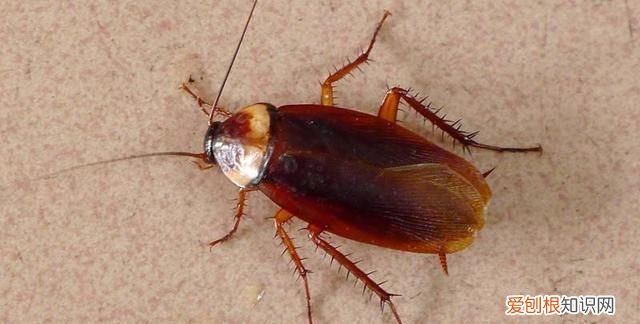 如果家里有蟑螂怎么样才能消灭它