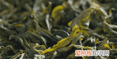 烘绿茶开门烘还是关门烘 绿茶怎么炒干后变成黑色了