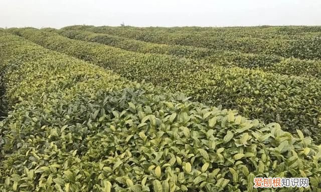 烘绿茶开门烘还是关门烘 绿茶怎么炒干后变成黑色了