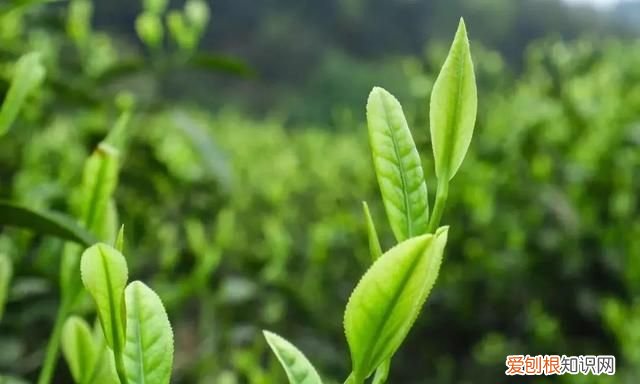 烘绿茶开门烘还是关门烘 绿茶怎么炒干后变成黑色了