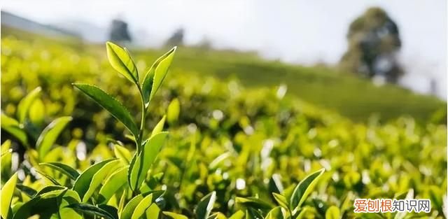 烘绿茶开门烘还是关门烘 绿茶怎么炒干后变成黑色了