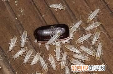 会飞的蟑螂是怀孕的吗