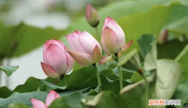 夏日满池的荷花盛开的诗句