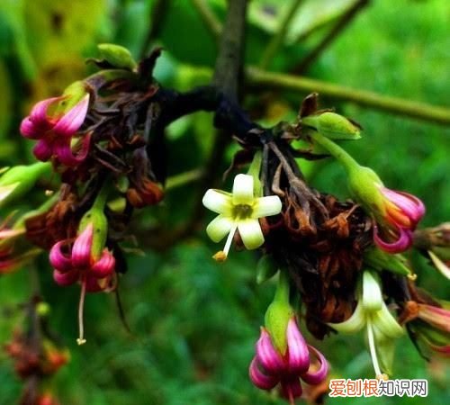 果仁壳能吃吗 它的壳有毒,你还敢吃吗英文