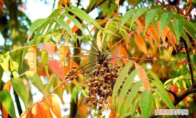 果仁壳能吃吗 它的壳有毒,你还敢吃吗英文