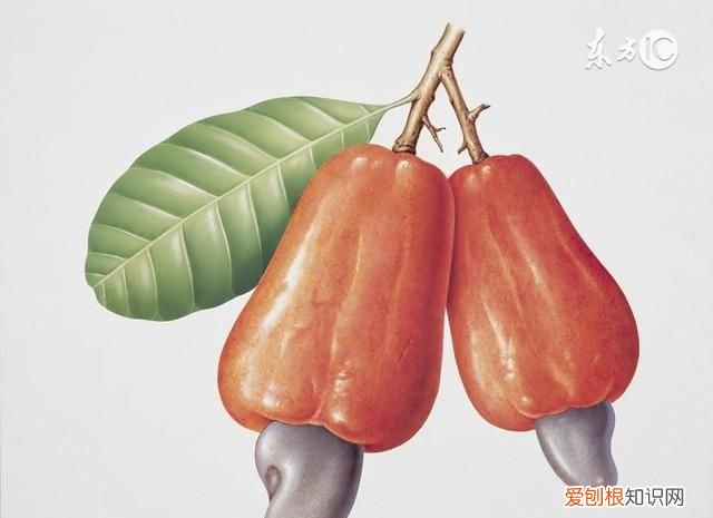 果仁壳能吃吗 它的壳有毒,你还敢吃吗英文