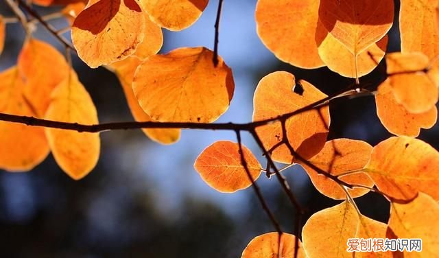 果仁壳能吃吗 它的壳有毒,你还敢吃吗英文