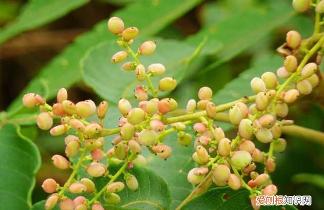 果仁壳能吃吗 它的壳有毒,你还敢吃吗英文