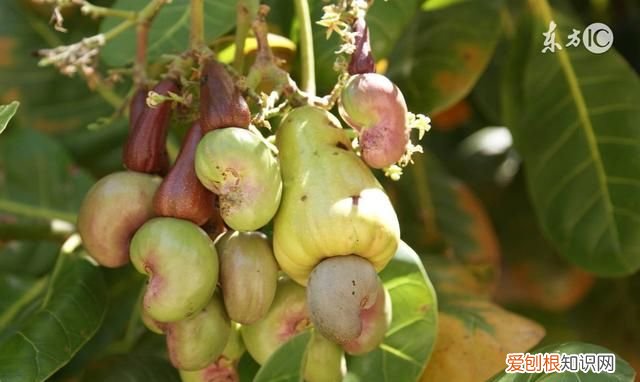 果仁壳能吃吗 它的壳有毒,你还敢吃吗英文