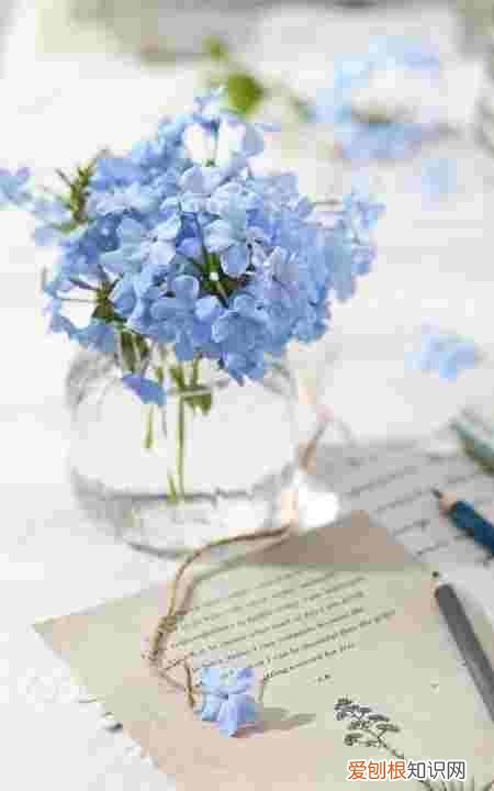 蚕仰头是怎么回事,蚕宝宝为什么要把头扬着睡觉