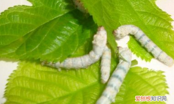 蚕仰头是怎么回事,蚕宝宝为什么要把头扬着睡觉