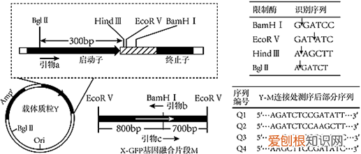 pcr技术鉴定目的基因是否导入成功