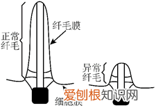 pcr技术鉴定目的基因是否导入成功