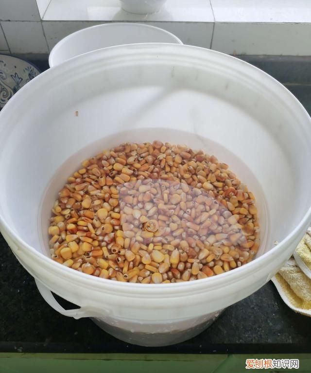 发酵玉米怎么保存多久,玉米除了发酵还可以怎么做