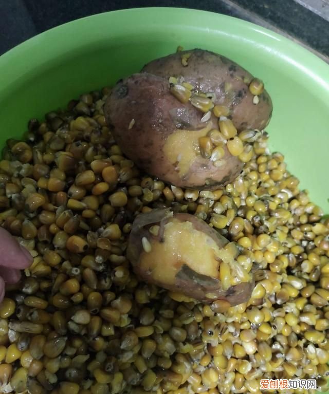 发酵玉米怎么保存多久,玉米除了发酵还可以怎么做