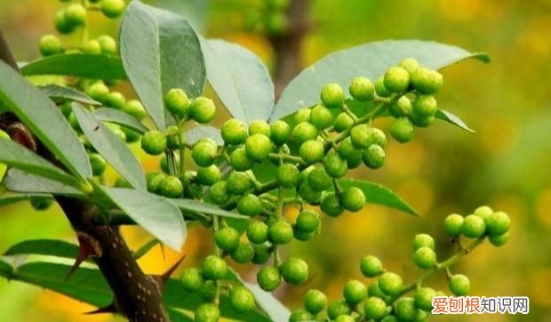青花椒与红花椒哪个更麻更香,红花椒和青花椒味道有什么区别