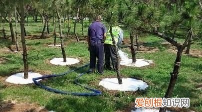 生根粉的作用和使用方法,买的花草种上了生根粉怎么用杀菌