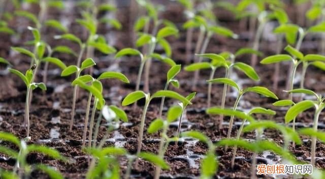 生根粉的作用和使用方法,买的花草种上了生根粉怎么用杀菌