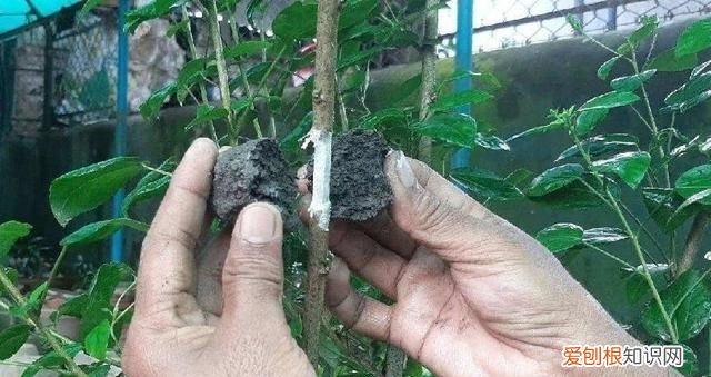 生根粉的作用和使用方法,买的花草种上了生根粉怎么用杀菌