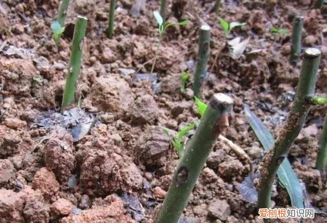 生根粉的作用和使用方法,买的花草种上了生根粉怎么用杀菌