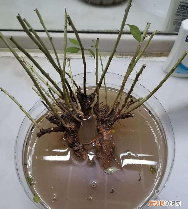 生根粉的作用和使用方法,买的花草种上了生根粉怎么用杀菌