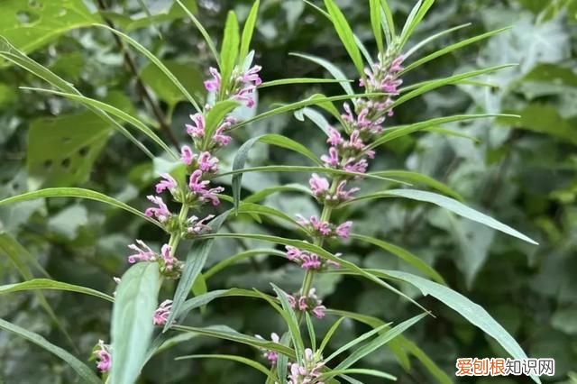 林下种植什么中药材最好