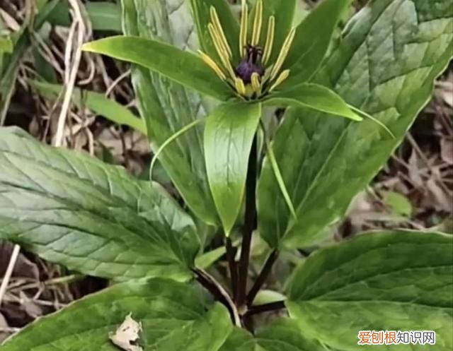 林下种植什么中药材最好