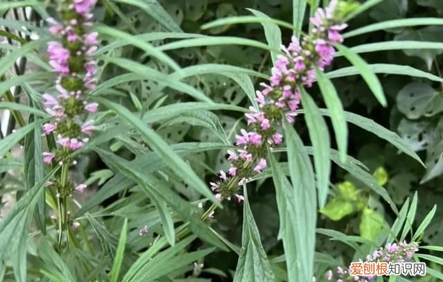 林下种植什么中药材最好