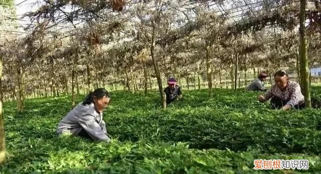 林下种植什么中药材最好