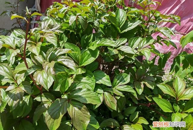 林下种植什么中药材最好