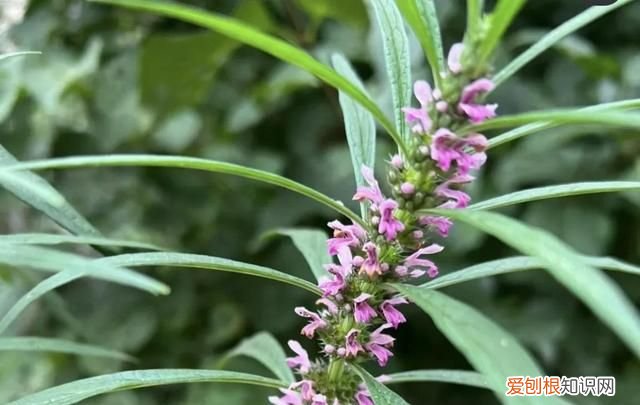 林下种植什么中药材最好