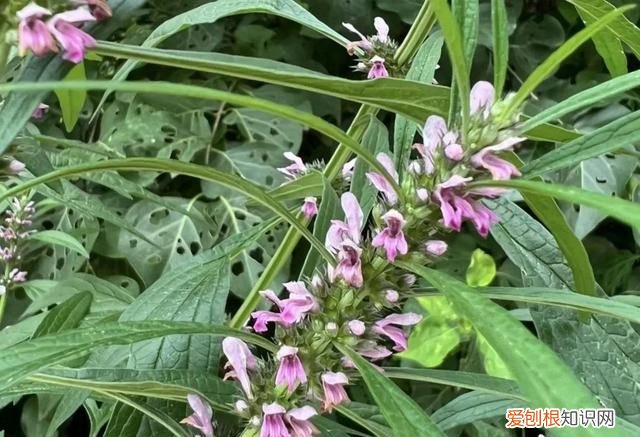 林下种植什么中药材最好