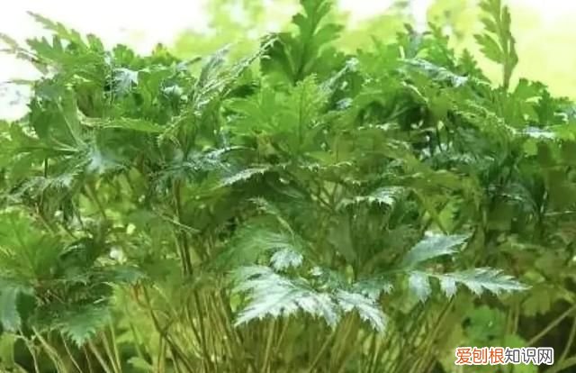 林下种植什么中药材最好