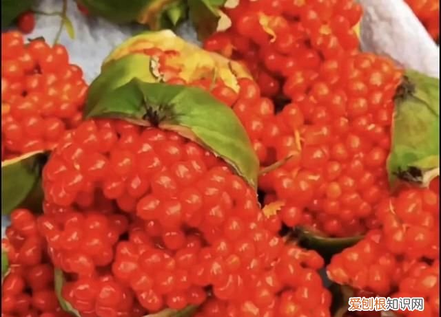 林下种植什么中药材最好