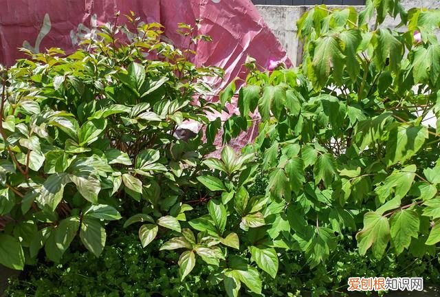 林下种植什么中药材最好